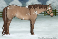 Horse Color:White Spotted Liver Red Dun Rabicano 