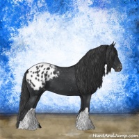 Horse Color:Black Appaloosa