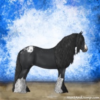 Horse Color:Black Appaloosa 