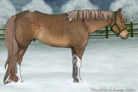 Horse Color:Chocolate Palomino Tobiano