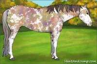 Horse Color:Nacre Bay Dun Sabino 