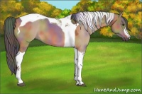 Horse Color:Nacre Bay Dun Tobiano 