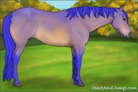 Horse Color:Watercolor Buckskin 