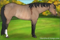 Horse Color:Bay Dun Rabicano 