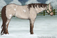 Horse Color:White Spotted Liver Red Dun Roan