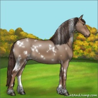Horse Color:White Spotted Liver Red Dun 