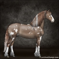 Horse Color:White Spotted Liver Red Dun Sabino Splash