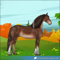 Horse Color:Liver Chestnut Tobiano