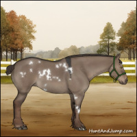 Horse Color:White Spotted Liver Red Dun Roan 