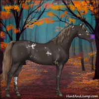 Horse Color:White Spotted Liver Chestnut Rabicano 