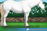 Horse Color:Buckskin Sabino Tobiano Blanket