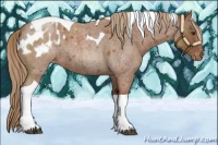 Horse Color:Red Roan Tobiano Appaloosa 