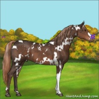 Horse Color:White Spotted Liver Chestnut 