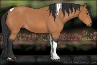 Horse Color:Bay Roan Tobiano