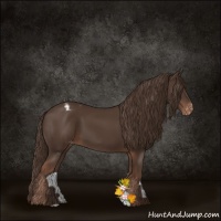Horse Color:Liver Chestnut Appaloosa