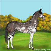 Horse Color:Bay Ice Sabino 
