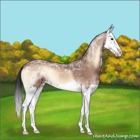 Horse Color:Bay Ice Onyx Sabino Splash 
