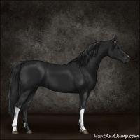 Horse Color:Gray Black 