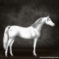 Horse Color:Gray Black 
