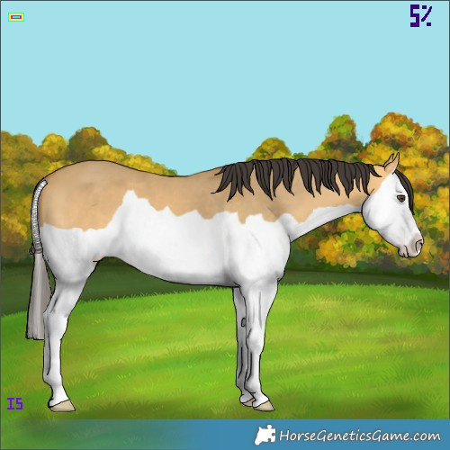 Horse Color:Buckskin Dun Splash 