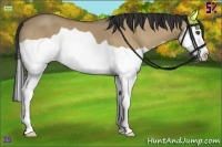 Horse Color:Buckskin Dun Splash