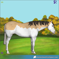 Horse Color:Buckskin Dun Splash