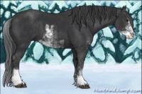 Horse Color:Black Sabino 