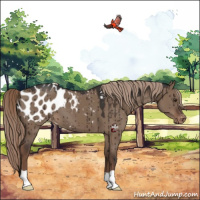 Horse Color:Liver Red Dun Appaloosa Brindle 