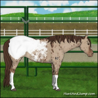 Horse Color:Liver Red Dun Appaloosa Brindle 