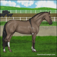 Horse Color:Liver Red Dun 
