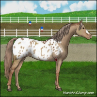 Horse Color:Red Dun Appaloosa