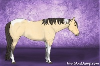 Horse Color:Buckskin Roan Dun Tobiano