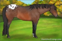 Horse Color:Bay Appaloosa 