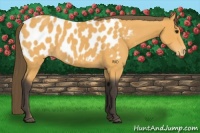 Horse Color:Buckskin Appaloosa 