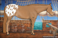 Horse Color:Chestnut Appaloosa Rabicano 