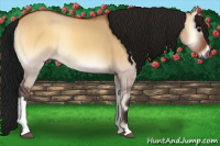 Horse Color:Gray Bay Onyx 