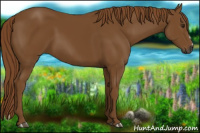 Horse Color:Gray Chestnut 