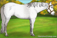 Horse Color:Gray Chestnut 