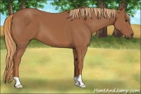 Horse Color:Chestnut 