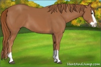 Horse Color:Chestnut Splash 