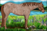 Horse Color:Red Roan 