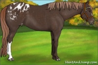 Horse Color:Liver Chestnut Appaloosa 