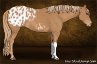Horse Color:Chestnut Appaloosa 