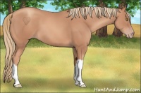 Horse Color:Gold Champagne 