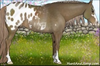 Horse Color:Chocolate Palomino Sabino Blanket Rabicano 