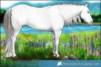 Horse Color:Buckskin Appaloosa 