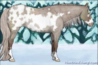 Horse Color:Silver Grullo Roan Frame Appaloosa Rabicano 