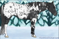 Horse Color:White Spotted Black Blanket 