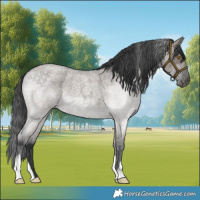 Horse Color:Grullo Roan Rabicano 