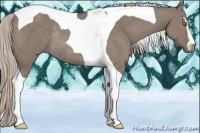 Horse Color:Silver Grullo Sabino Tobiano Rabicano